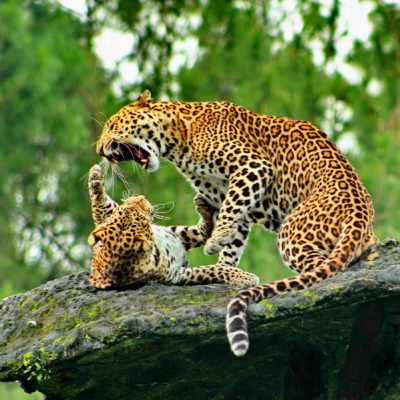Two Cheetah Playing