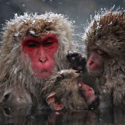 Snow monkeys