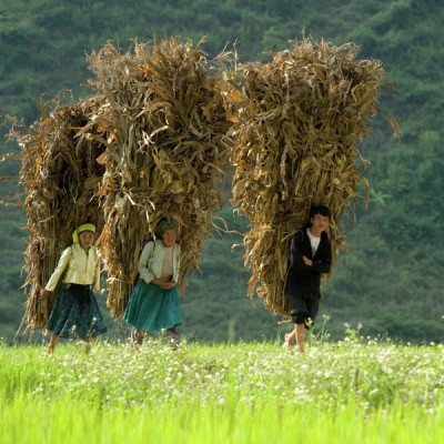 Back to village