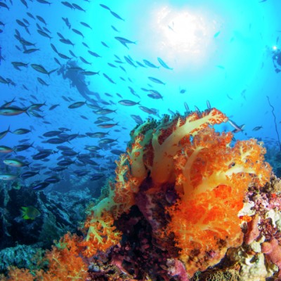 underwater world from Komodo island