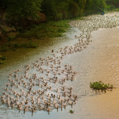 ChÄƒn vá»‹t Ä‘Ã n_1