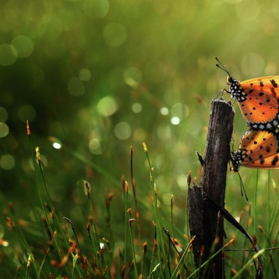 Love is Beautifull
