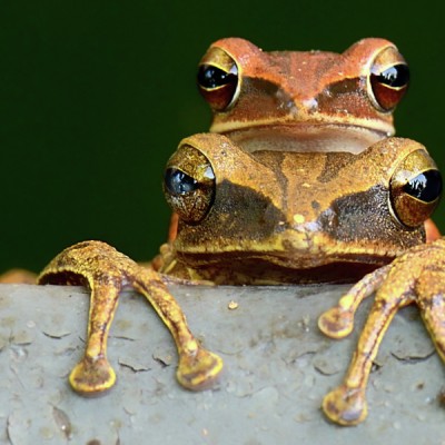 Naughty frog