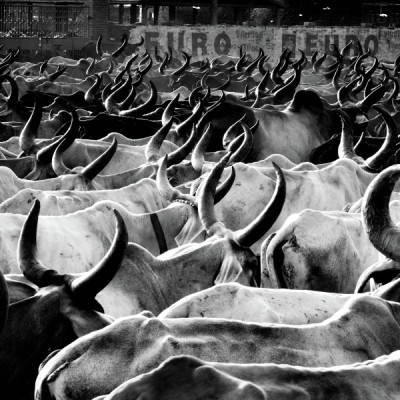 A heard of Cows Returning to home