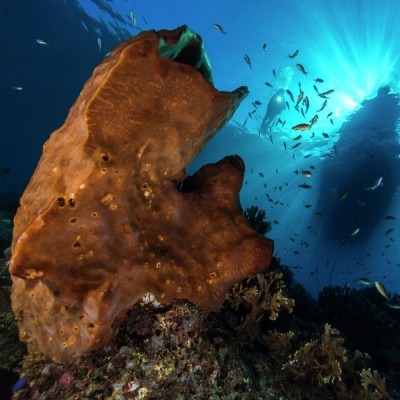 Sponge Rays
