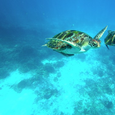 sea turtle