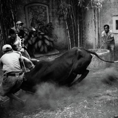 The amazing qurban