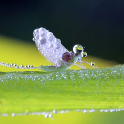 A DIPTERAN FLY IN THE MORNING