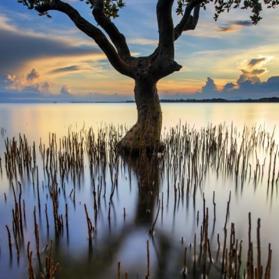 Restrained Tree