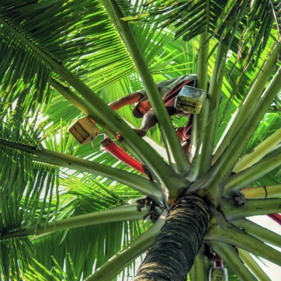 taking coconut legen