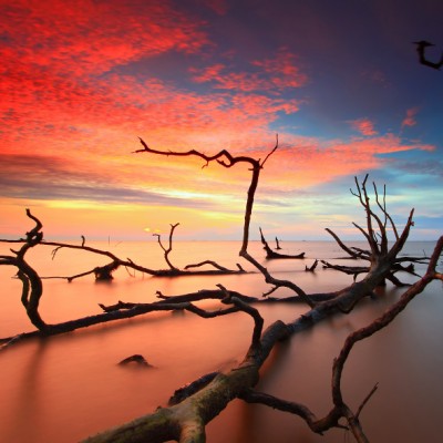 Dead Trees Sunset