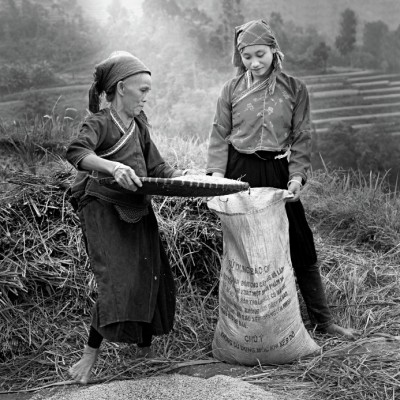 HARVEST