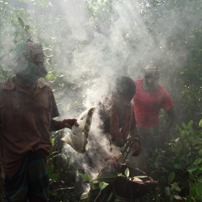 Honey Hunting