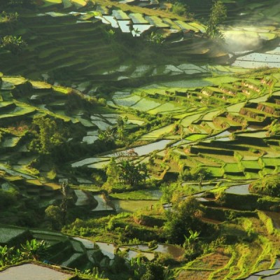 Rice terraces - Manggarai - Flores