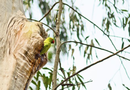 Rose Ringed Parakeet