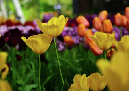 Tulip1
