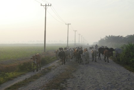 Gembala Lembu
