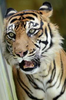 SumatranTiger