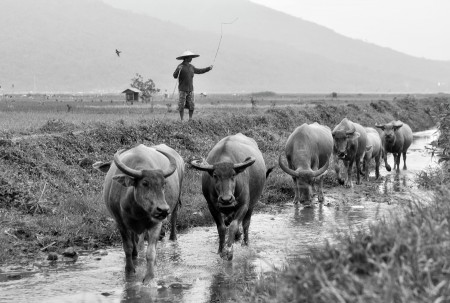 Herding Buffalo