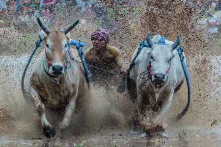 Colorful of Pacu Jawi