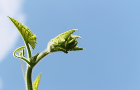 Spirit of Bud