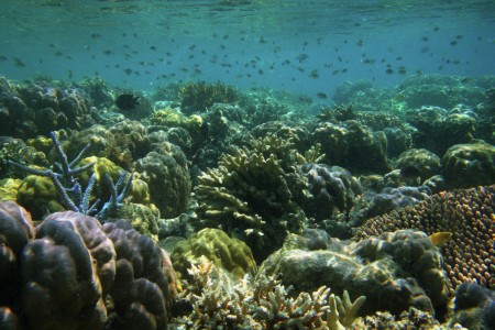 Underwater Forest