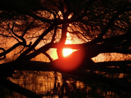 Sunrays through branches