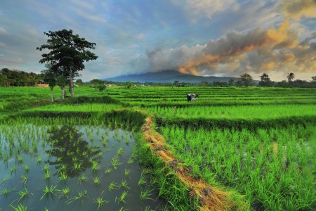 Sawah Kema