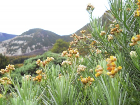Edelweiss