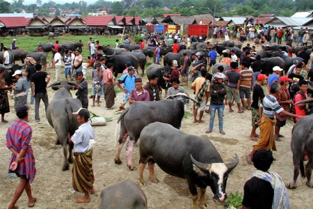 Pasar Tedong Toraja