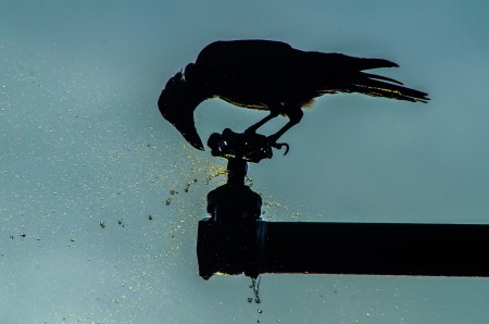Thirsty