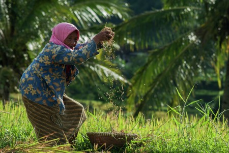 Splitting rice