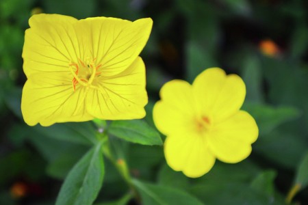 Yelow Square and round flowers