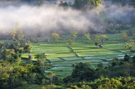 kabut pagi diatas sawah