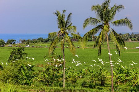 Kampanye Burung