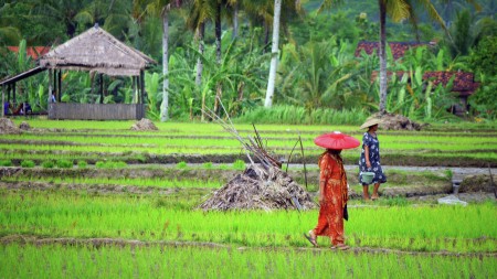 Petani