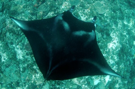 Manta from above