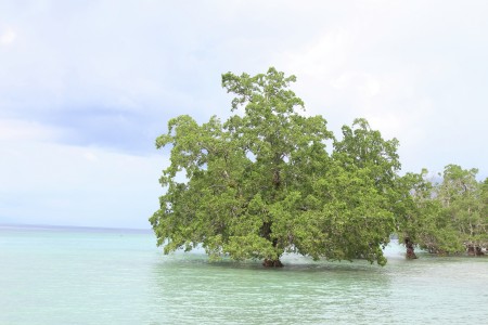 Bakau