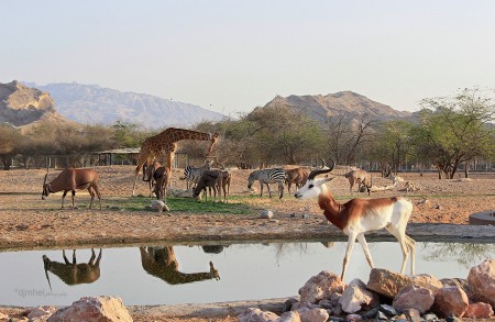animal kingdom