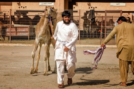 Camel Shepherd