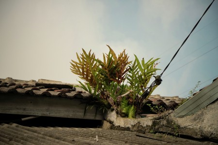 Tanaman tanpa tanah