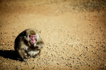 Japanese Macaque