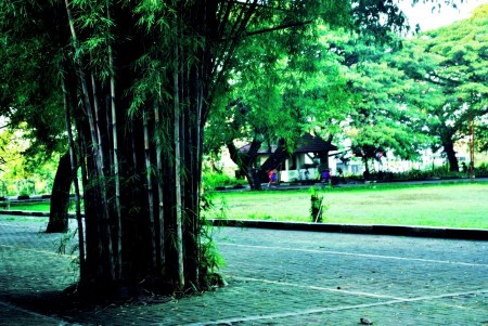 pohon bambu