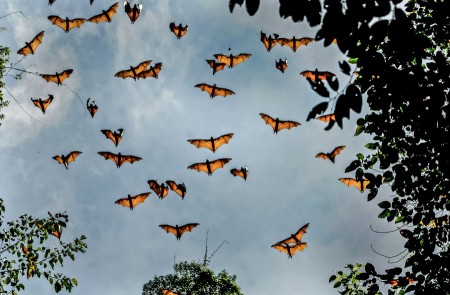 bat attraction