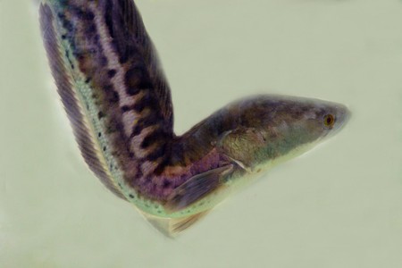 SnakeHead