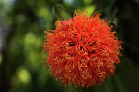 National Flag Flower