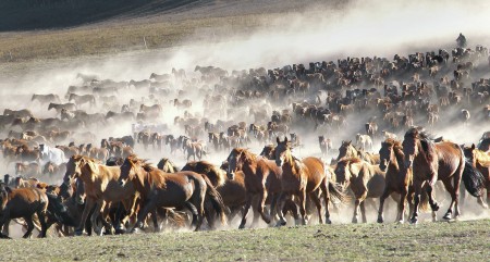 Army Horse