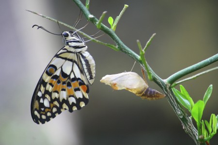 metamorfosis