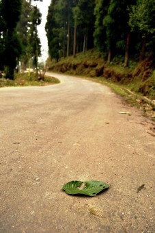 The Lonely Leaf
