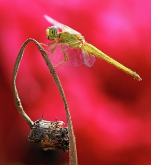 Pretty on Pink